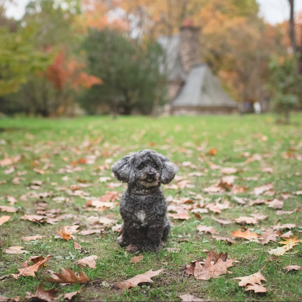 Meet your Posher, Bailee